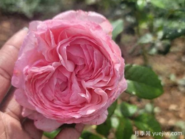 舞会礼服月季/晚会礼服(图1) 舞会礼服月季/晚会礼服(图1)