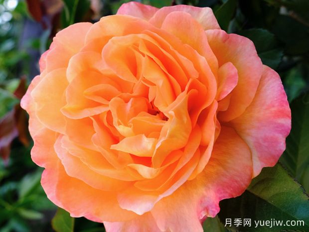 毛伊岛日出月季/狄亚尼拉默(图2)