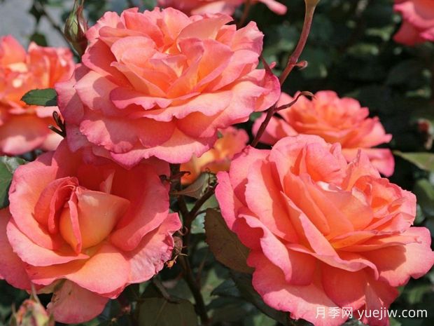 最美丽的海角月季/最美披风(图1) 最美丽的海角月季/最美披风(图1)