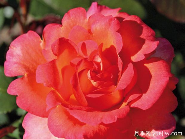 最美丽的海角月季/最美披风(图2) 最美丽的海角月季/最美披风(图2)