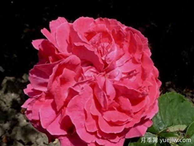 克丽斯蒂娜尼尔森月季(图1) 克丽斯蒂娜尼尔森月季(图1)