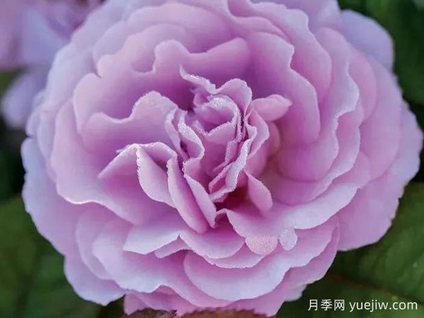 腮红薰衣草月季(图2) 腮红薰衣草月季(图2)