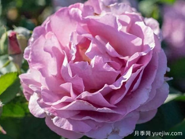 腮红薰衣草月季(图1) 腮红薰衣草月季(图1)