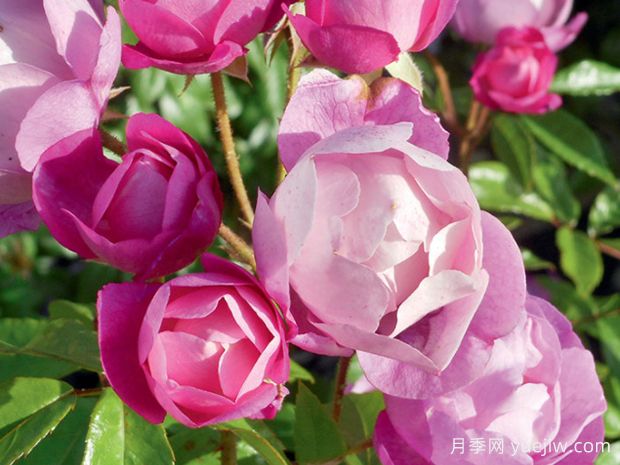爱上丰特奈勒孔特月季(图1) 爱上丰特奈勒孔特月季(图1)