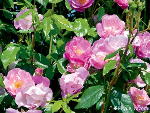 爱上丰特奈勒孔特月季(图2) 爱上丰特奈勒孔特月季(图2)