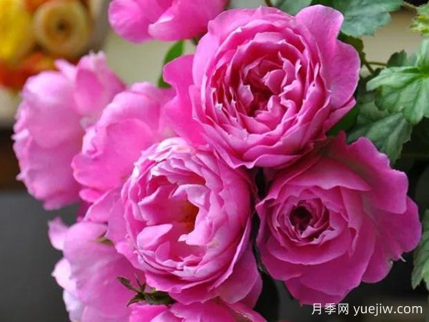 菲欧娜月季/菲奥拉月季(图1) 菲欧娜月季/菲奥拉月季(图1)