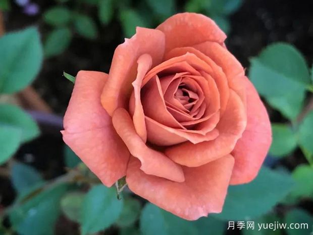 泰迪熊月季/藤本泰迪熊月季(图1) 泰迪熊月季/藤本泰迪熊月季(图1)