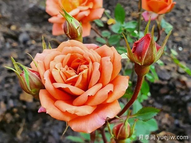 泰迪熊月季/藤本泰迪熊月季(图2) 泰迪熊月季/藤本泰迪熊月季(图2)