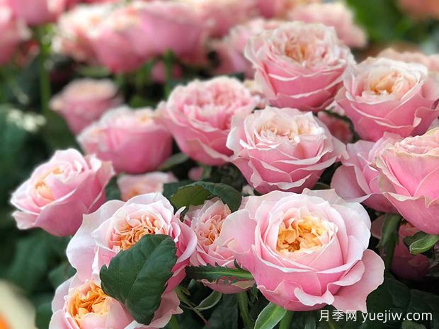 诺丁山月季/摘星奇缘(图2)