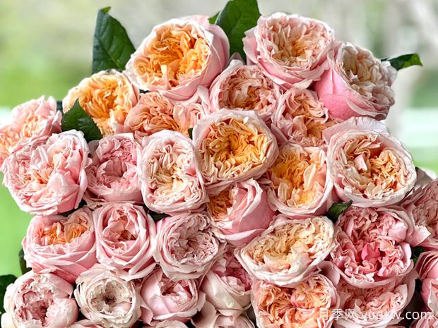 诺丁山月季/摘星奇缘(图3)