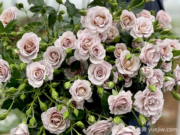 焦糖纯真月季(图2)