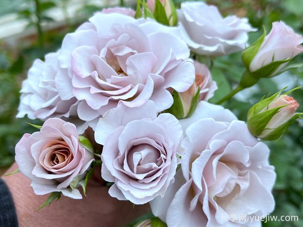 焦糖纯真月季(图1)