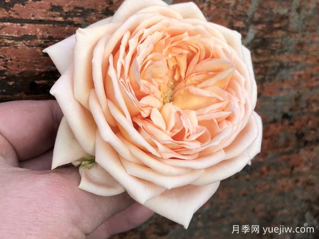 甜蜜凯特琳娜月季(图2) 甜蜜凯特琳娜月季(图2)