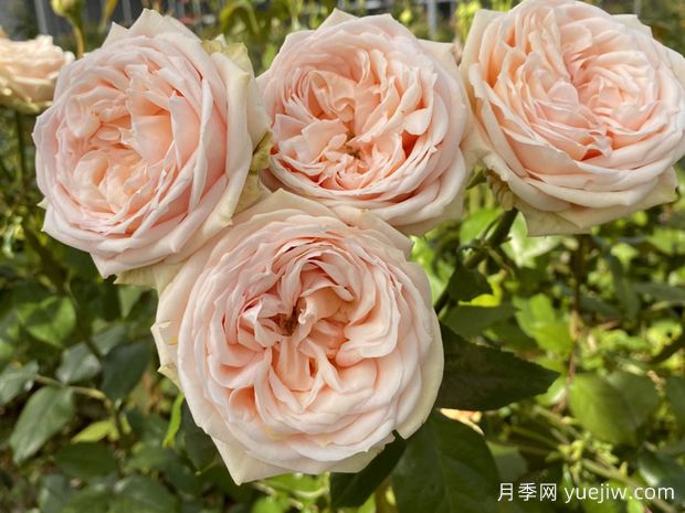 甜蜜凯特琳娜月季(图1) 甜蜜凯特琳娜月季(图1)