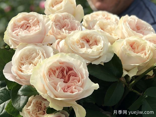 雪纺月季/戚风/雪纺绸(图1) 雪纺月季/戚风/雪纺绸(图1)