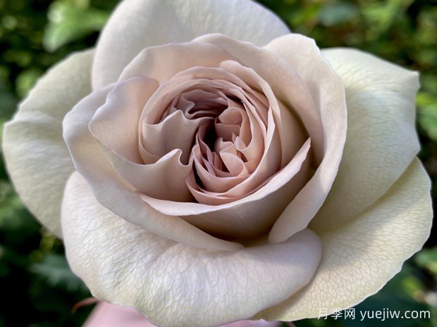 巴黎圣母院月季(图3) 巴黎圣母院月季(图3)