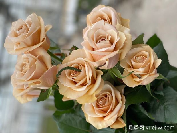 布鲁特月季(图2) 布鲁特月季(图2)