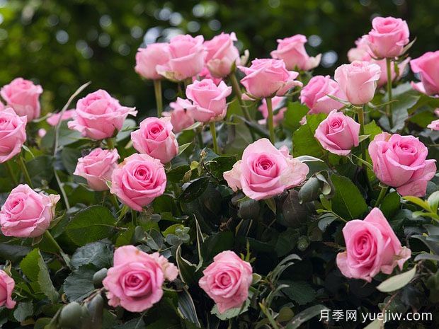 月季苗木的种植和养护要注意什么?(图1) 月季苗木的种植和养护要注意什么?(图1)