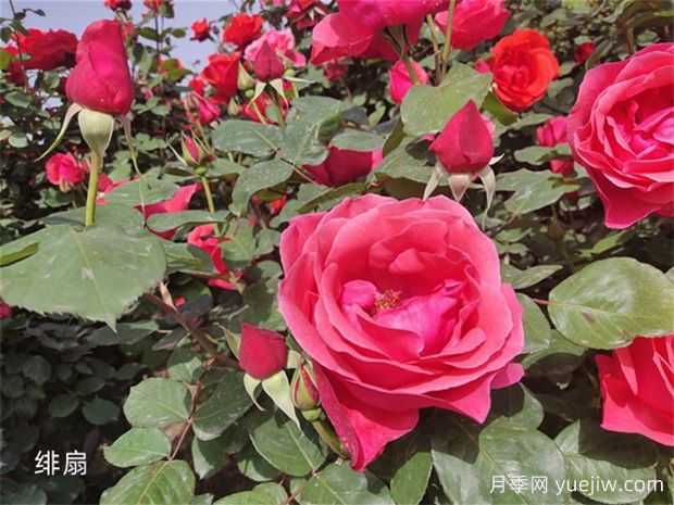 月季花开花季节有影响吗?(图1) 月季花开花季节有影响吗?(图1)