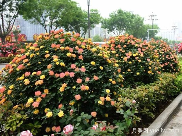 如何使用造型月季为主题打造迷人花园?(图1) 如何使用造型月季为主题打造迷人花园?(图1)