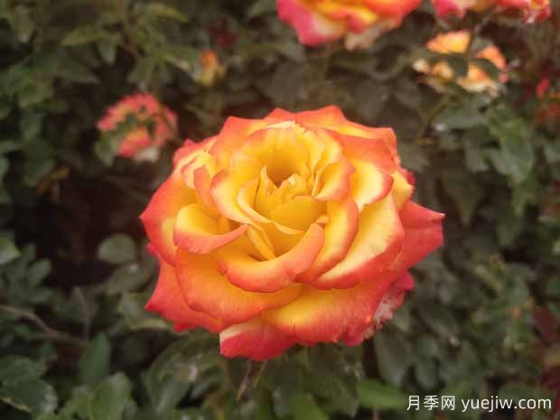 避免月季死亡，分享常见养护办法(图1)