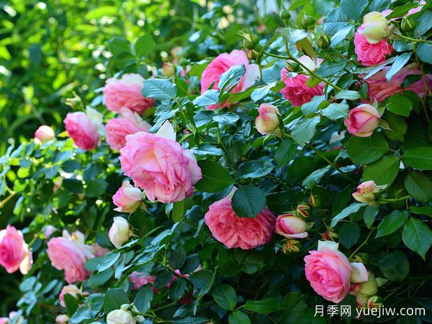 如何通过月季花来创造美丽的庭院景观?(图1) 如何通过月季花来创造美丽的庭院景观?(图1)