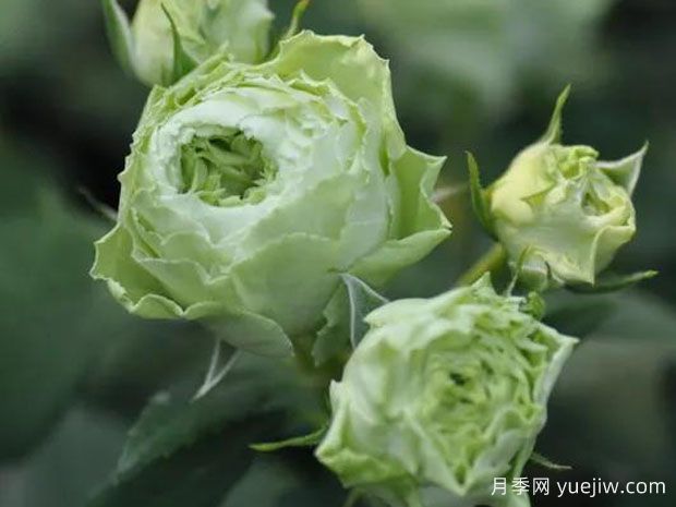 绿色地球月季/绿色大地(图2) 绿色地球月季/绿色大地(图2)