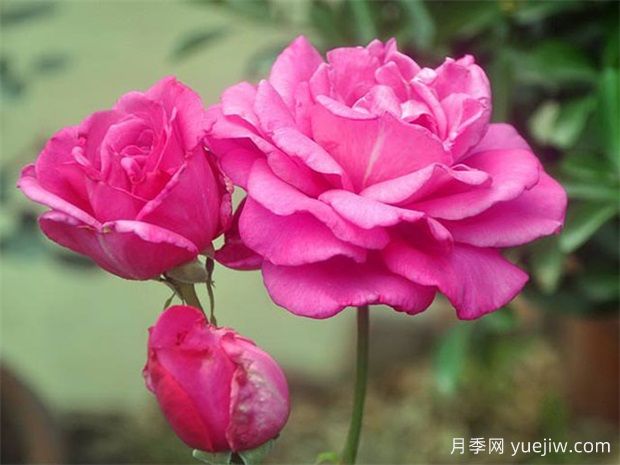 影响大花月季开花时间的因素哟哪些?(图1) 影响大花月季开花时间的因素哟哪些?(图1)