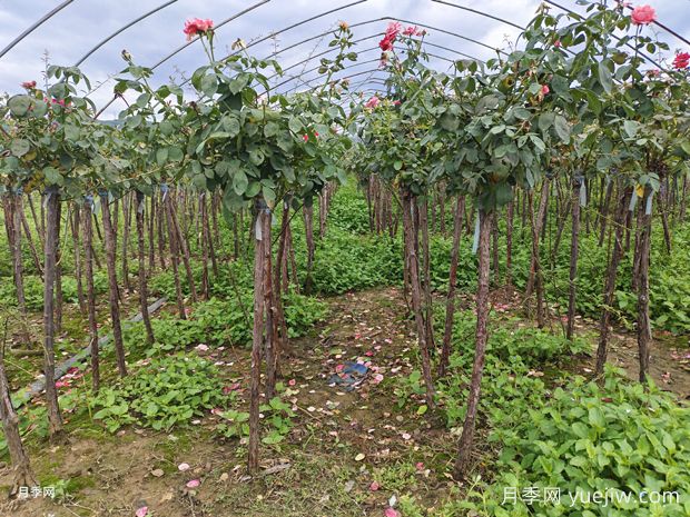 南阳树状大花月季：如何打理以保持其健康生长？(图1)