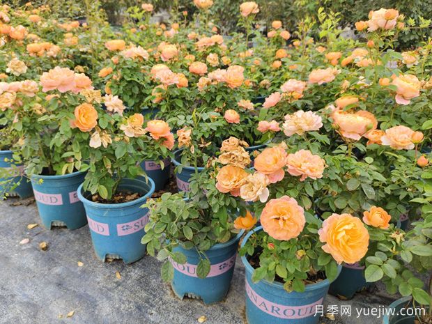 月季花通用养护技巧总结，为啥买来几天月季就蔫了？(图1)