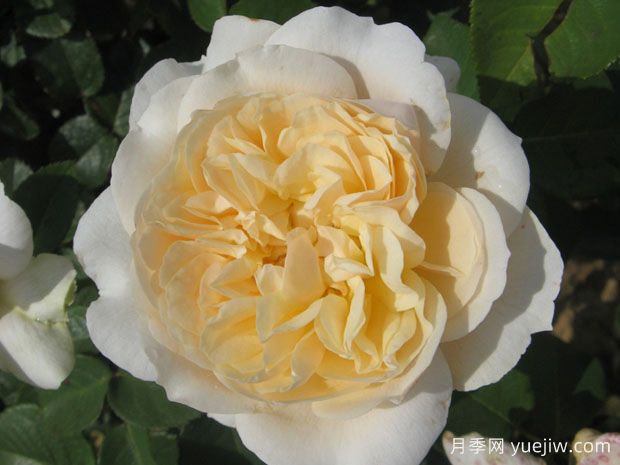 奶油迷迭香月季/浪漫奶油(图1) 奶油迷迭香月季/浪漫奶油(图1)