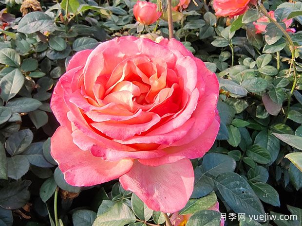 如何摘除月季枯花？(图1)