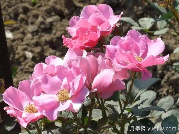 埃尔丝鲍尔森月季/埃尔丝波尔森(图1) 埃尔丝鲍尔森月季/埃尔丝波尔森(图1)