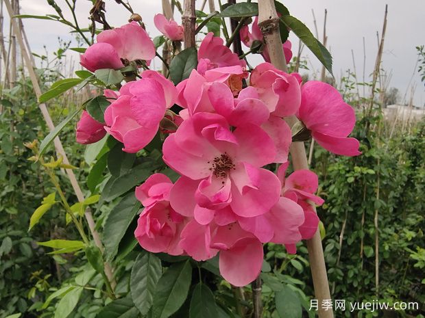 入冬后月季花怎么养?月季花如何才能开爆花?(图1) 入冬后月季花怎么养?月季花如何才能开爆花?(图1)