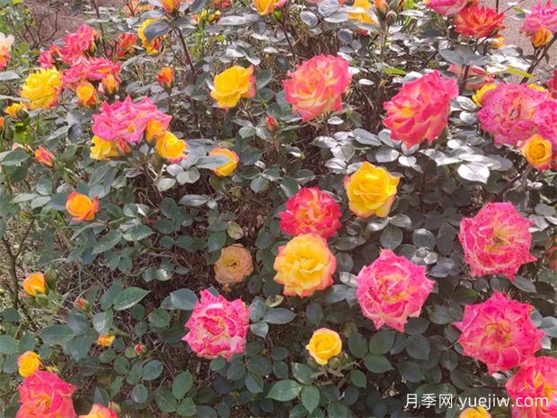 适合造型的十大藤本月季太美,工程绿化用效果惊艳(图2) 适合造型的十大藤本月季太美,工程绿化用效果惊艳(图2)