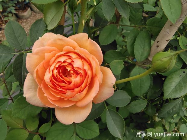 适合造型的十大藤本月季太美,工程绿化用效果惊艳(图3) 适合造型的十大藤本月季太美,工程绿化用效果惊艳(图3)