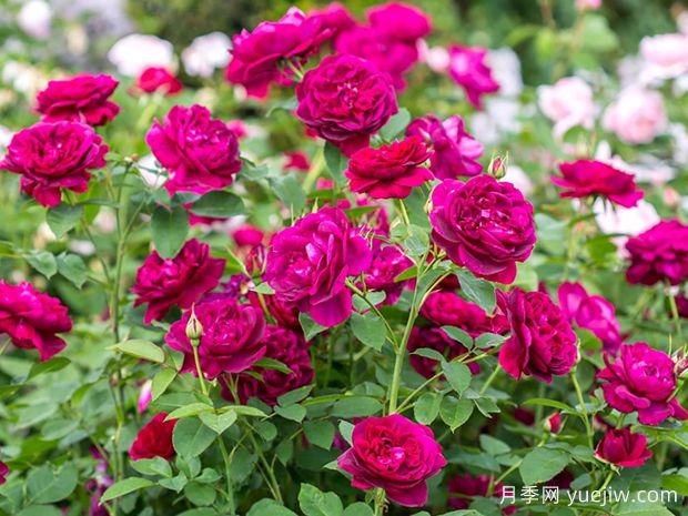 种下一院子月季花,打造一座绝美庭院花园(图1) 种下一院子月季花,打造一座绝美庭院花园(图1)