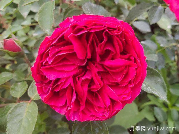 适合做月季花墙的5种藤本月季(图2)