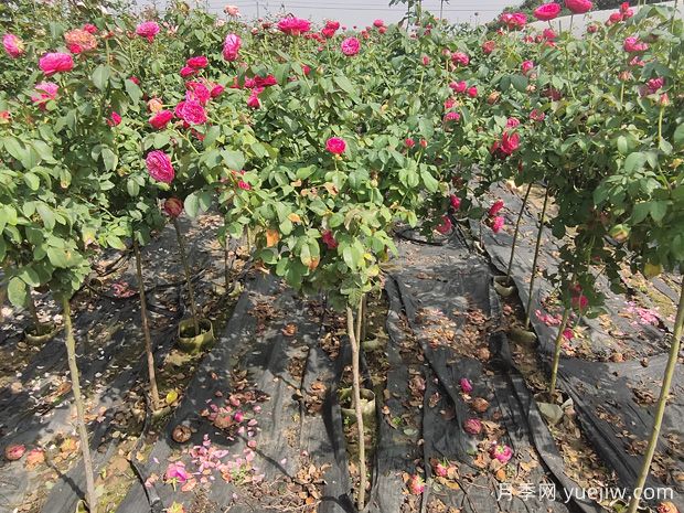 大花浓香、四季开花,月季树打造庭院非常美!(图2) 大花浓香、四季开花,月季树打造庭院非常美!(图2)