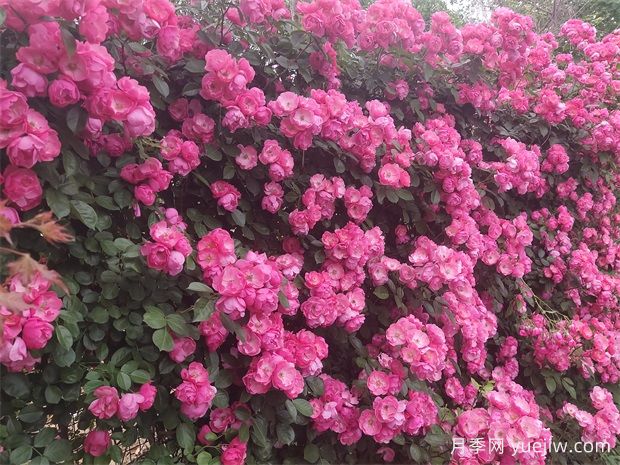 8个月季品种花开如画，让你的阳台庭院四季不再单调(图3)