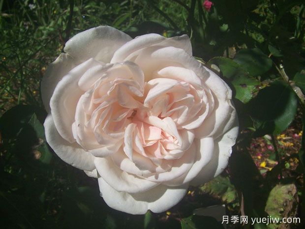 德文郡玫瑰月季/木兰玫瑰(图1) 德文郡玫瑰月季/木兰玫瑰(图1)