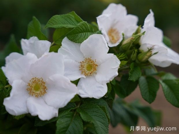 蝴蝶极光月季(图1) 蝴蝶极光月季(图1)