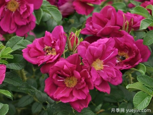 紫色极光月季(图1) 紫色极光月季/极光紫(图1)