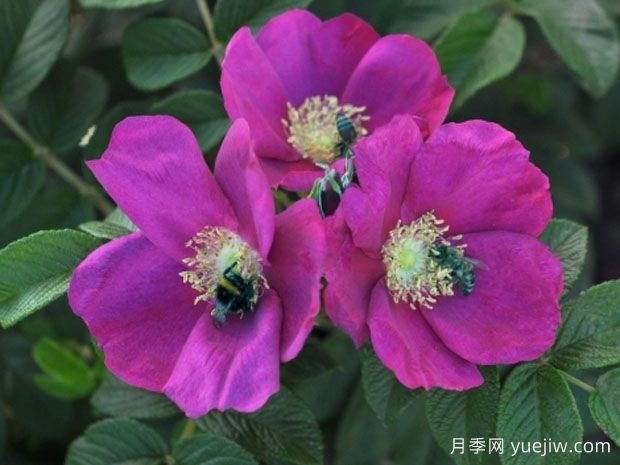 浆果极光月季(图1)