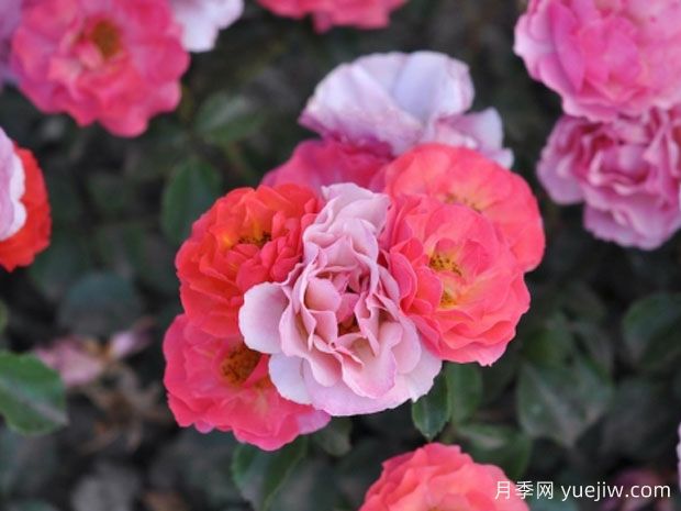 年轻时尚月季(图1)