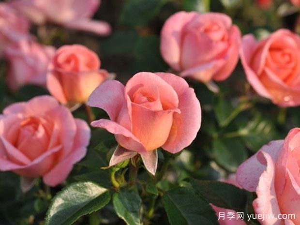 芳香时尚月季/香水时尚(图1)