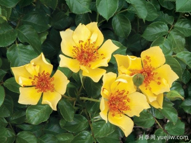 达克特梅拉月季(图1)