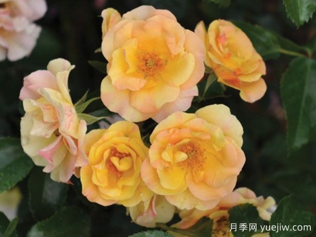 蜜蜡石梅拉月季(图1) 蜜蜡石梅拉月季(图1)