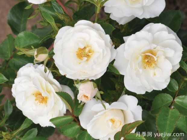 水晶梅拉月季(图1)