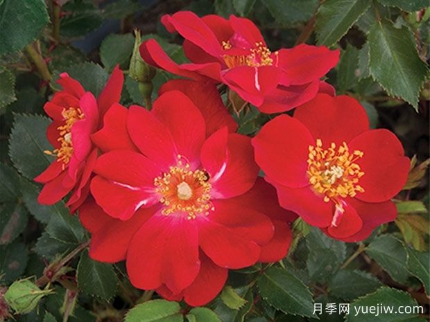 守护梅拉月季(图1) 守护梅拉月季(图1)